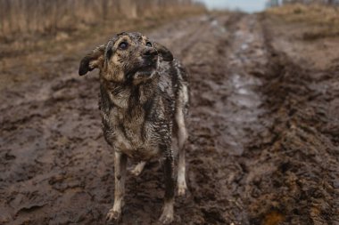 Mutsuz, çok kirli ve ıslak, melez çoban köpeğinin yan bakışı.