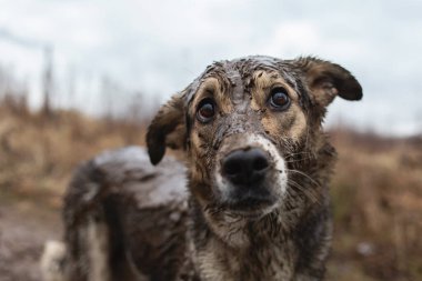 Mutsuz, çok kirli ve ıslak, melez çoban köpeğinin yan bakışı.