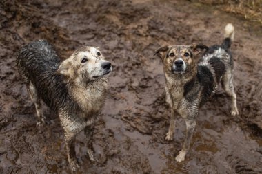 Yukarıdan tatlı, çok kirli ve ıslak melez çoban köpekleri.