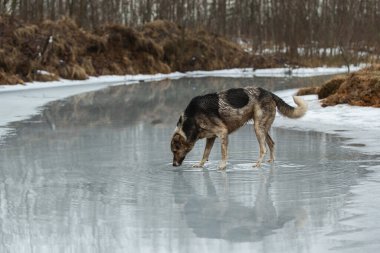 Kirli ve ıslak melez çoban köpeğinin donmuş gölde durup su içişi.