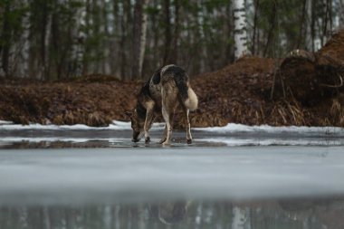 Kirli ve ıslak melez çoban köpeğinin donmuş bir gölde durup aşağıya bakması.