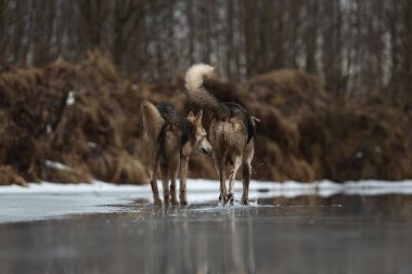 Kirli ve ıslak melez çoban köpeğinin donmuş bir gölde yürümesi ve yana bakması.
