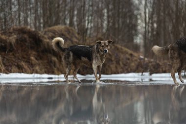 Kirli ve ıslak melez çoban köpeğinin donmuş gölde yürümesi ve kameraya bakması.
