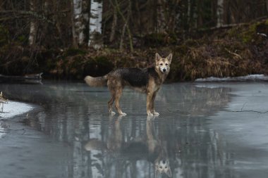 Kirli ve ıslak melez çoban köpeğinin donmuş gölde yürümesi ve kameraya bakması.