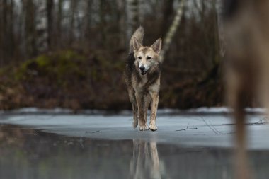Kirli ve ıslak melez çoban köpeğinin donmuş bir gölde yürümesi ve yana bakması.