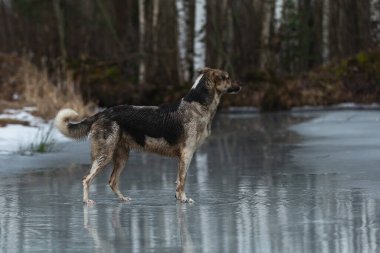 Kirli ve ıslak melez çoban köpeğinin donmuş bir gölde yürümesi ve yana bakması.