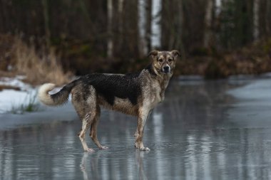 Kirli ve ıslak melez çoban köpeğinin donmuş gölde yürümesi ve kameraya bakması.