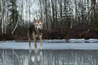 Kirli ve ıslak melez çoban köpeğinin donmuş bir gölde yürümesi ve yana bakması.