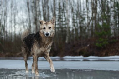Kirli ve ıslak melez çoban köpeğinin donmuş bir gölde yürümesi ve yana bakması.