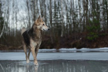 Kirli ve ıslak melez çoban köpeğinin donmuş bir gölde yürümesi ve yana bakması.