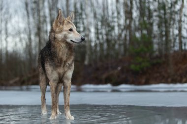Kirli ve ıslak melez çoban köpeğinin donmuş bir gölde yürümesi ve yana bakması.