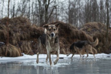 Kirli ve ıslak melez çoban köpekleri donmuş bir gölde yürüyor ve yan bakıyor.
