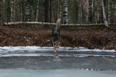 Kirli ve ıslak melez çoban köpeğinin donmuş bir gölde yürümesi ve yana bakması.