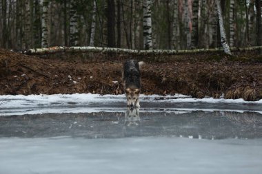 Kirli ve ıslak melez çoban köpeğinin donmuş bir gölde durup aşağıya bakması.