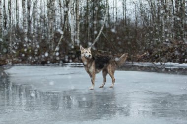 Kirli ve ıslak melez çoban köpeğinin donmuş bir gölde yürümesi ve yana bakması.