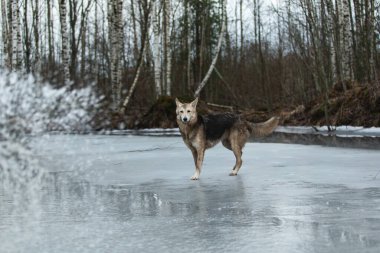 Kirli ve ıslak melez çoban köpeğinin donmuş bir gölde yürümesi ve yana bakması.