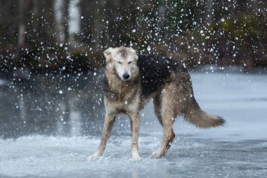 Kirli ve ıslak melez çoban köpeğinin donmuş bir gölde yürümesi ve yana bakması.