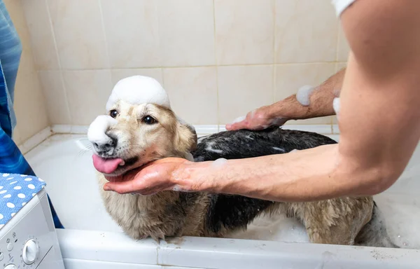 Pessoa Sem Rosto Lavando Cão Tomando Banho Com Água Sabão — Fotografia de Stock