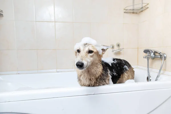 一个杂交种牧羊犬用肥皂和水洗澡的侧视图 — 图库照片