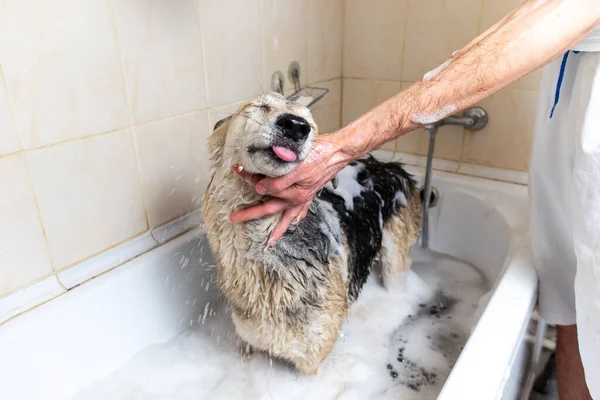 Bezimienna Osoba Myjąca Psa Pod Prysznicem Mydłem Wodą — Zdjęcie stockowe