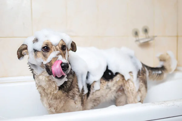 Seitenansicht Eines Mischlingshundes Unter Der Dusche Mit Seife Und Wasser — Stockfoto