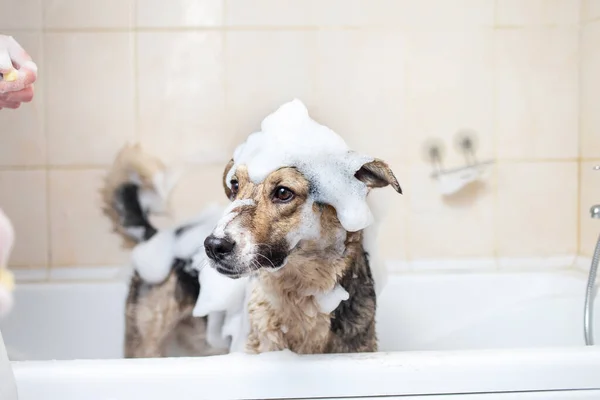 Vista Lateral Cão Pastor Misto Tomando Banho Com Água Sabão — Fotografia de Stock