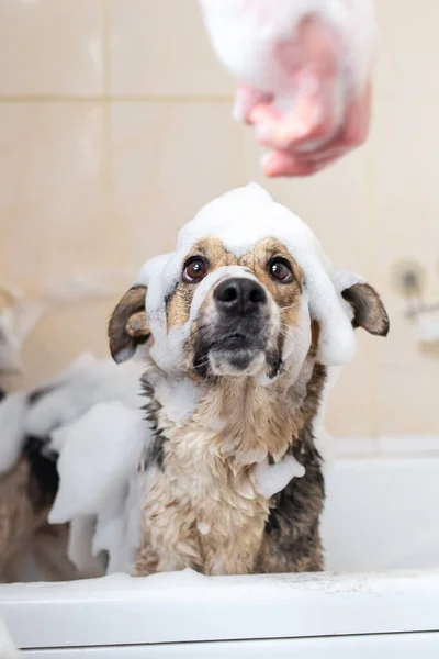 Faceless person washing the dog taking a shower with soap and water