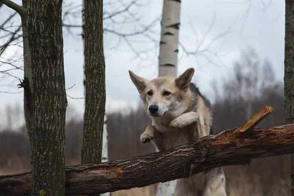 Melez Köpek Çoban Köpeği Bariyerleri Aşıyor — Stok fotoğraf