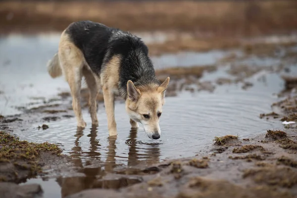 Vista Laterale Del Cane Mongrel Acqua Potabile Dalla Pozzanghera Mentre — Foto Stock