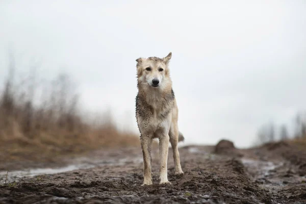 Boční Pohled Nešťastný Velmi Špinavé Mokré Smíšené Plemeno Ovčák Pes — Stock fotografie