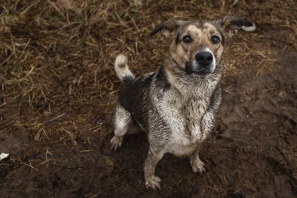 Πολύ Βρώμικο Και Υγρό Μικτή Φυλή Τσοπανόσκυλο Κάθεται Στο Χώμα — Φωτογραφία Αρχείου