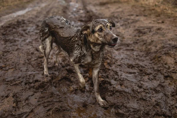 Side View Unhappy Very Dirty Wet Mixed Breed Shepherd Dog — Stock Photo, Image