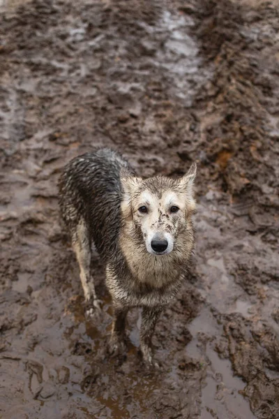 从上面看可爱的非常脏和湿的混血牧羊犬站在泥土里 — 图库照片