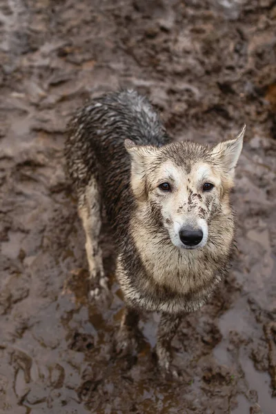 从上面看可爱的非常脏和湿的混血牧羊犬站在泥土里 — 图库照片