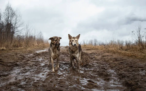 Вид Сбоку Любопытных Грязных Влажных Собак Смешанной Породы Пастухов Стоящих — стоковое фото