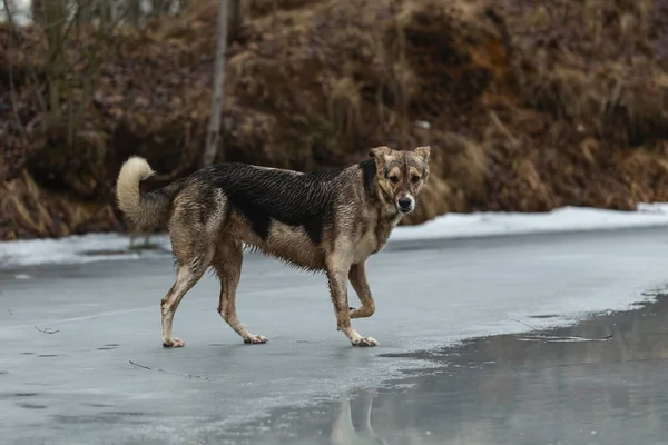 Vista Laterale Del Cane Pastore Razza Mista Sporco Bagnato Che — Foto Stock