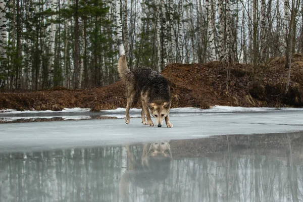 Side View Dirty Wet Mixed Breed Shepherd Dog Standing Frozen — Stock Photo, Image