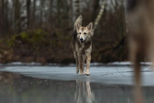 一边看脏兮兮的混血牧羊犬在结冰的湖面上散步一边看一边看 — 图库照片