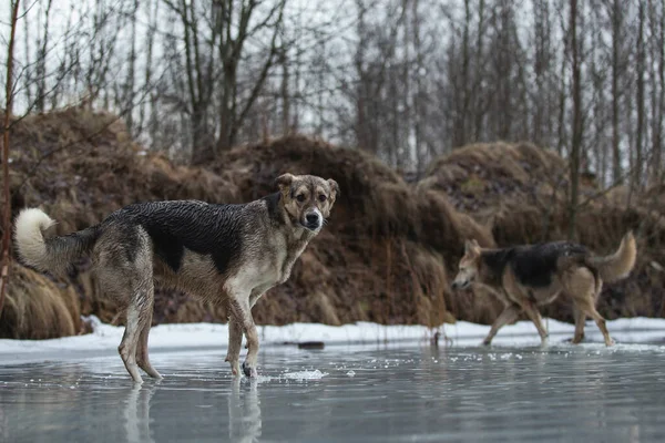 Vista Laterale Cani Pastore Razza Mista Sporchi Bagnati Che Camminano — Foto Stock