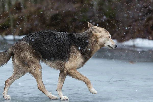 Vista Laterale Del Cane Pastore Razza Mista Sporco Bagnato Che — Foto Stock