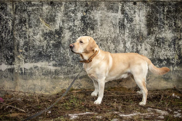 Side view of adorable big golden labrador dog in leash standing by gray concrete wall outdoor