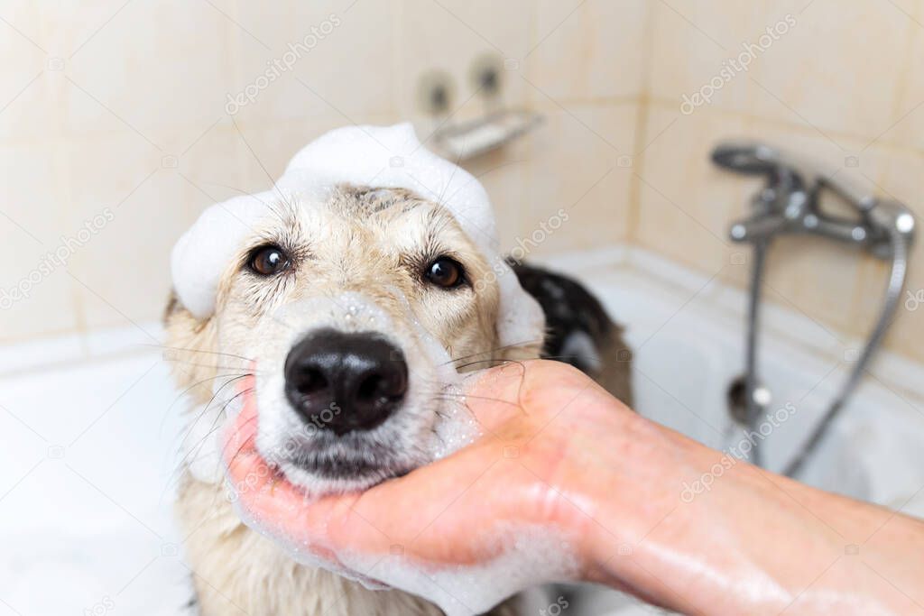 Faceless person washing the dog taking a shower with soap and water
