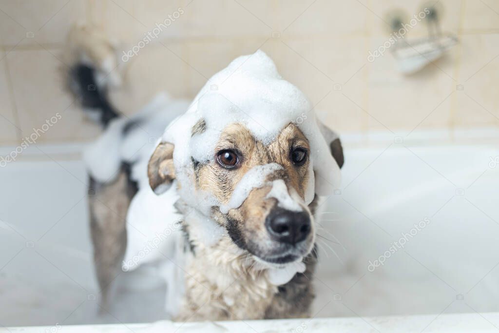 Side view of a mixed breed shepherd dog taking a shower with soap and water