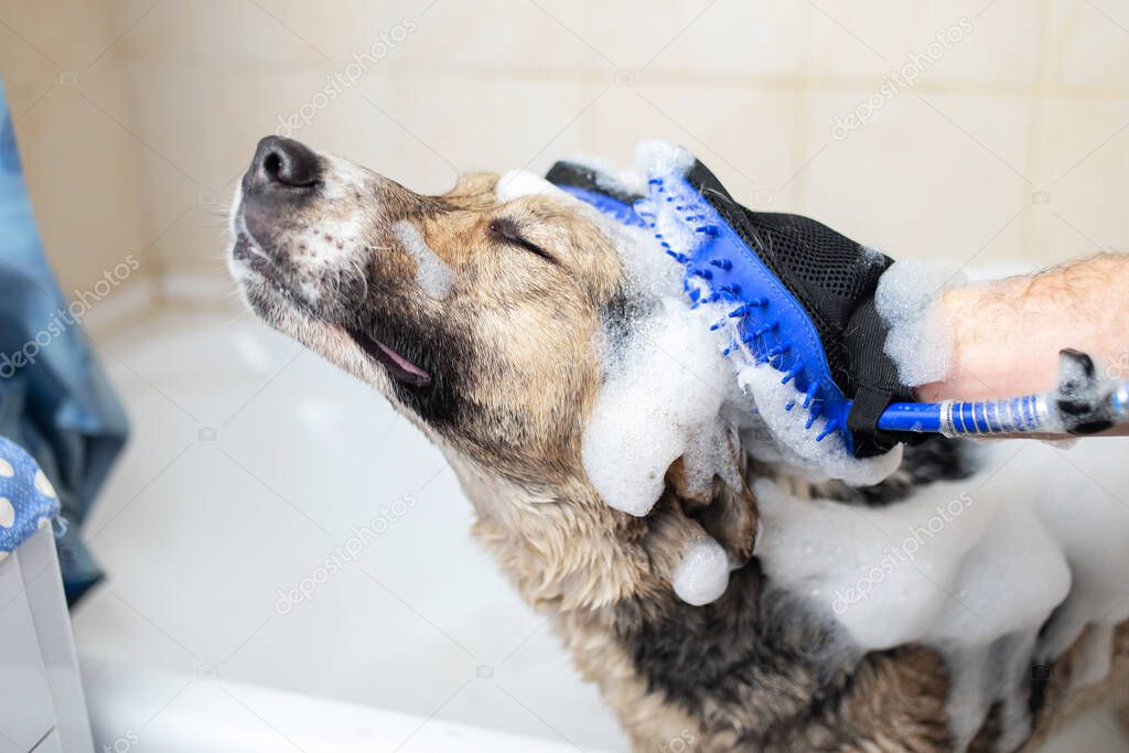 Side view of a mixed breed shepherd dog taking a shower with soap and water
