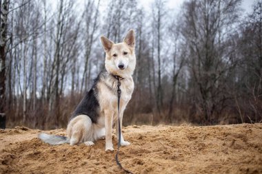 Sonbaharda kumların üzerinde oturan melez çoban köpeğinin yan görüntüsü.