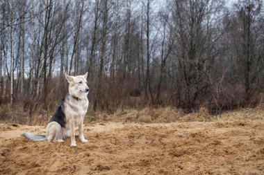 Sonbaharda kumların üzerinde oturan melez çoban köpeğinin yan görüntüsü.
