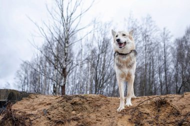 Sonbaharda kumların üzerinde oturan melez çoban köpeğinin yan görüntüsü.