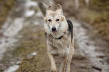 Yakalı sevimli çoban köpeği kırsal kesimdeki sarı tarlada dikilirken gözlerini kaçırıyor.