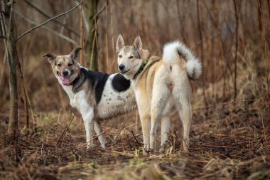 Bahar tarlasında çimlerin üzerinde duran melez çoban ve laika. İki köpek açık havada, arkadaşlık, ilişki, birlikte..
