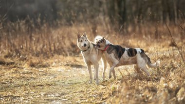 Açık havada iki köpek, arkadaşlık, ilişki, birlikte. Bahar tarlasında yürüyen melez çoban ve laika.